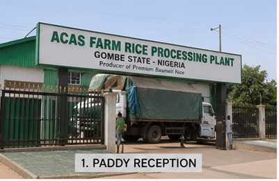 Step 1 — paddy reception at the ACAS Farm Rice Processing Plant in Gombe State