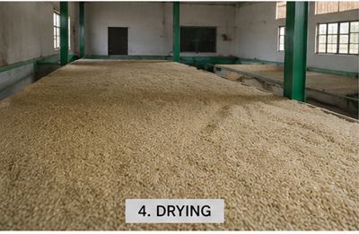 Step 4 — drying the parboiled rice